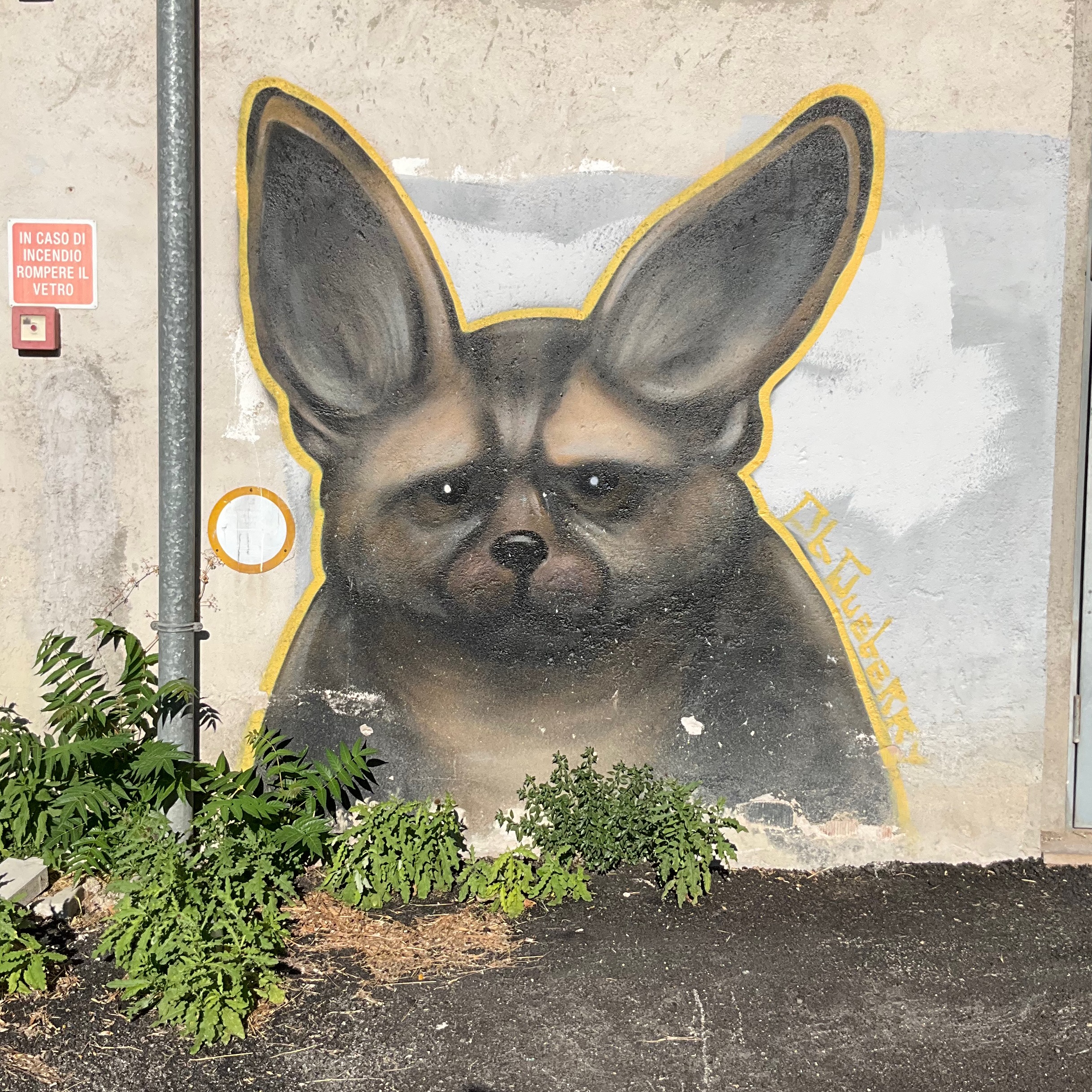Opera di street art realizzata su un muro raffigurante un otocione, animale con il muso simile a quello di una iena con orecchie grandi e lunghe